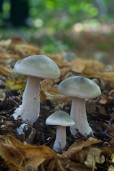 One of the photos taken on the fungi workshop